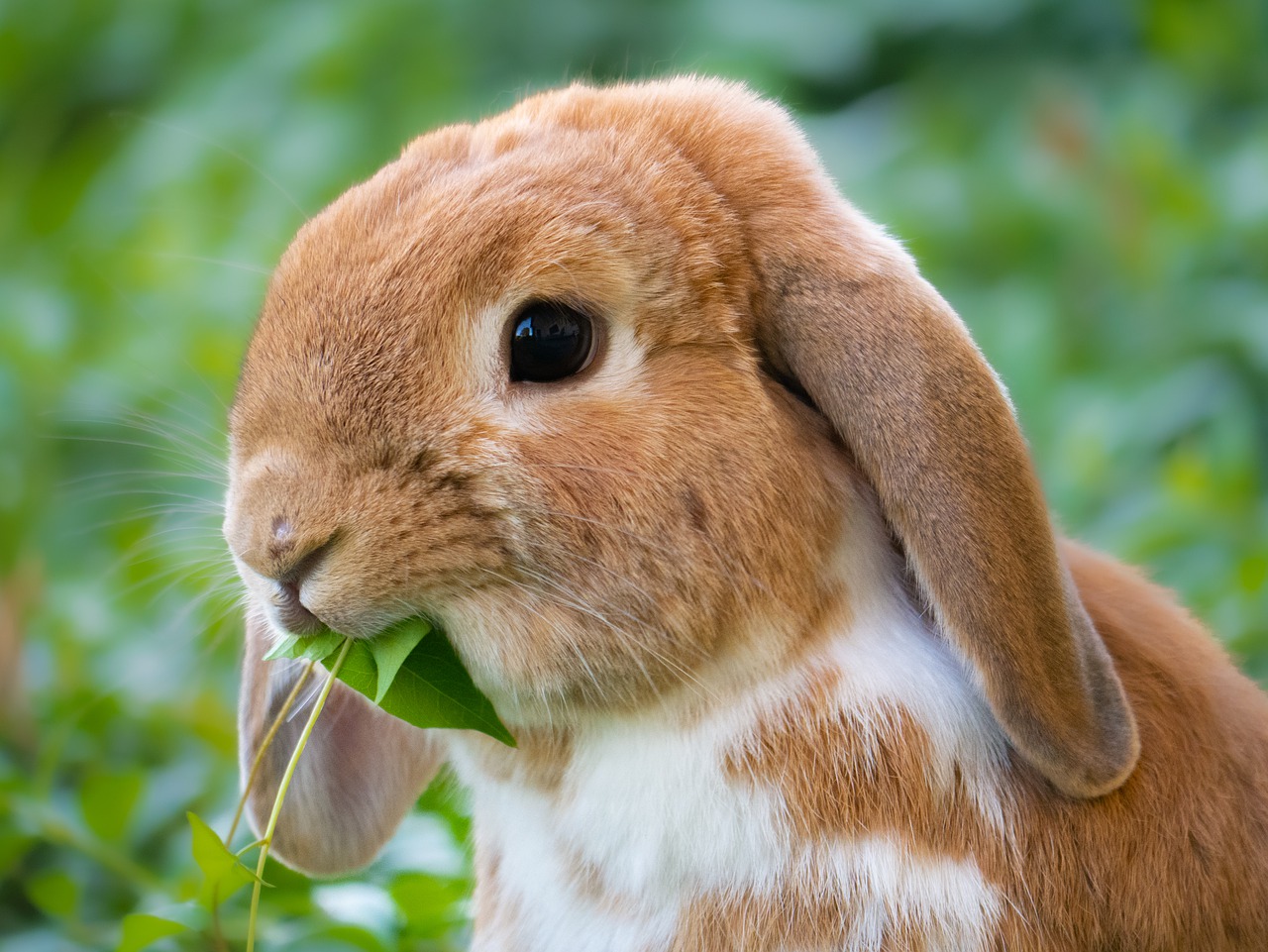 兔子的长耳朵还有散热的作用
