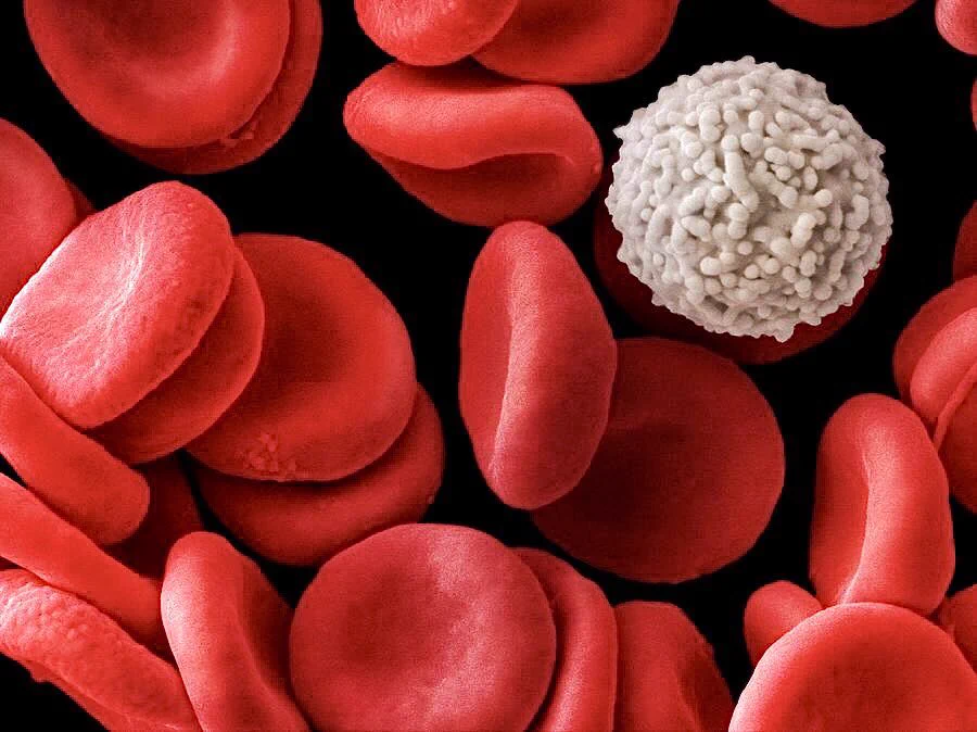 放大 5,000 倍的人类红细胞和白细胞