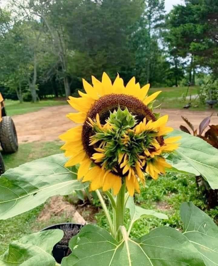 向日葵种子在向日葵上开花了