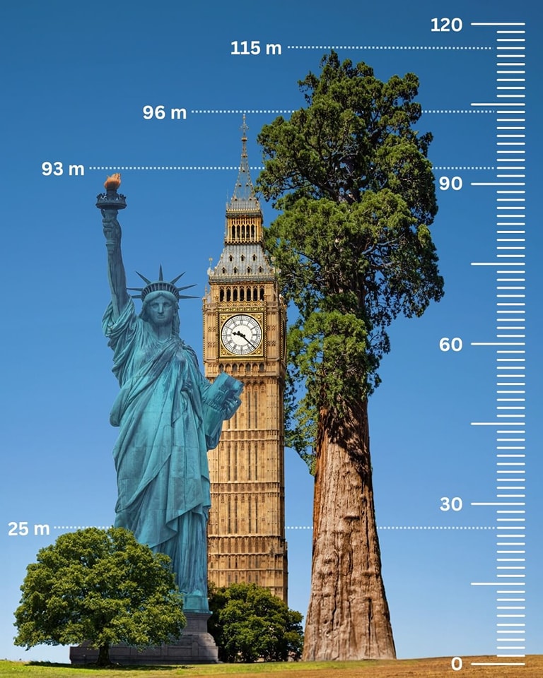 亥伯龙树，世界上已知现存最高的树木