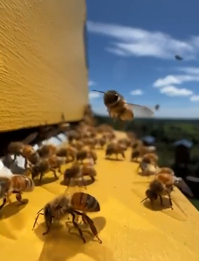 蜜蜂在夏天为蜂巢降温的秘密
