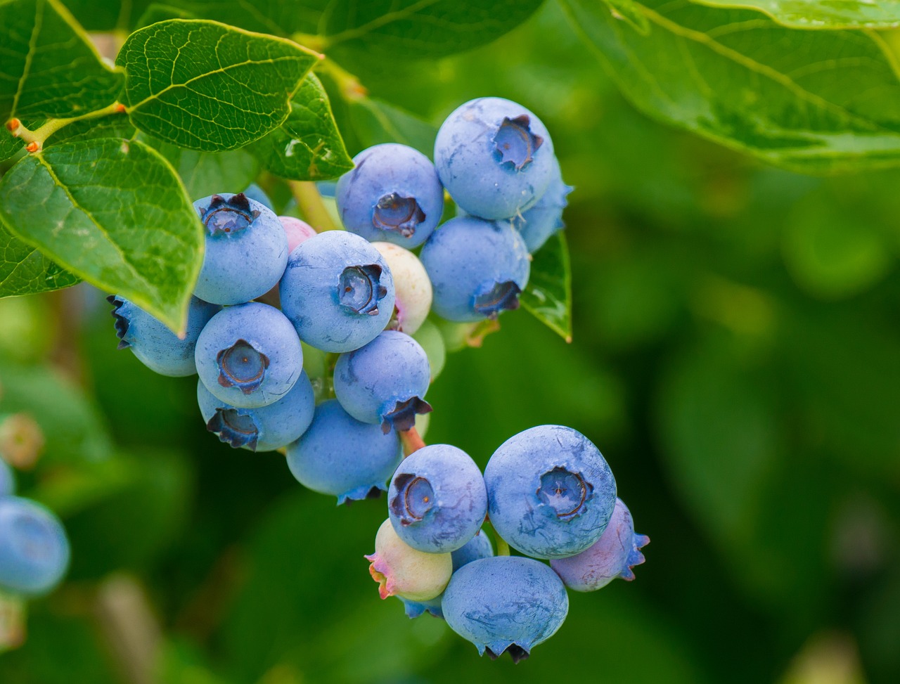 蓝莓表面的白色是什么？